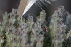 Ceropegia socotrana image