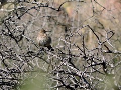Upucerthia dumetaria