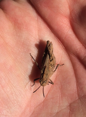 Chimarocephala pacifica