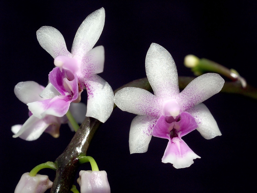 Phalaenopsis deliciosa (Phalaenopsis deliciosa)