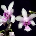Phalaenopsis deliciosa - Photo (c) 
Orchi, μερικά δικαιώματα διατηρούνται (CC BY-SA)