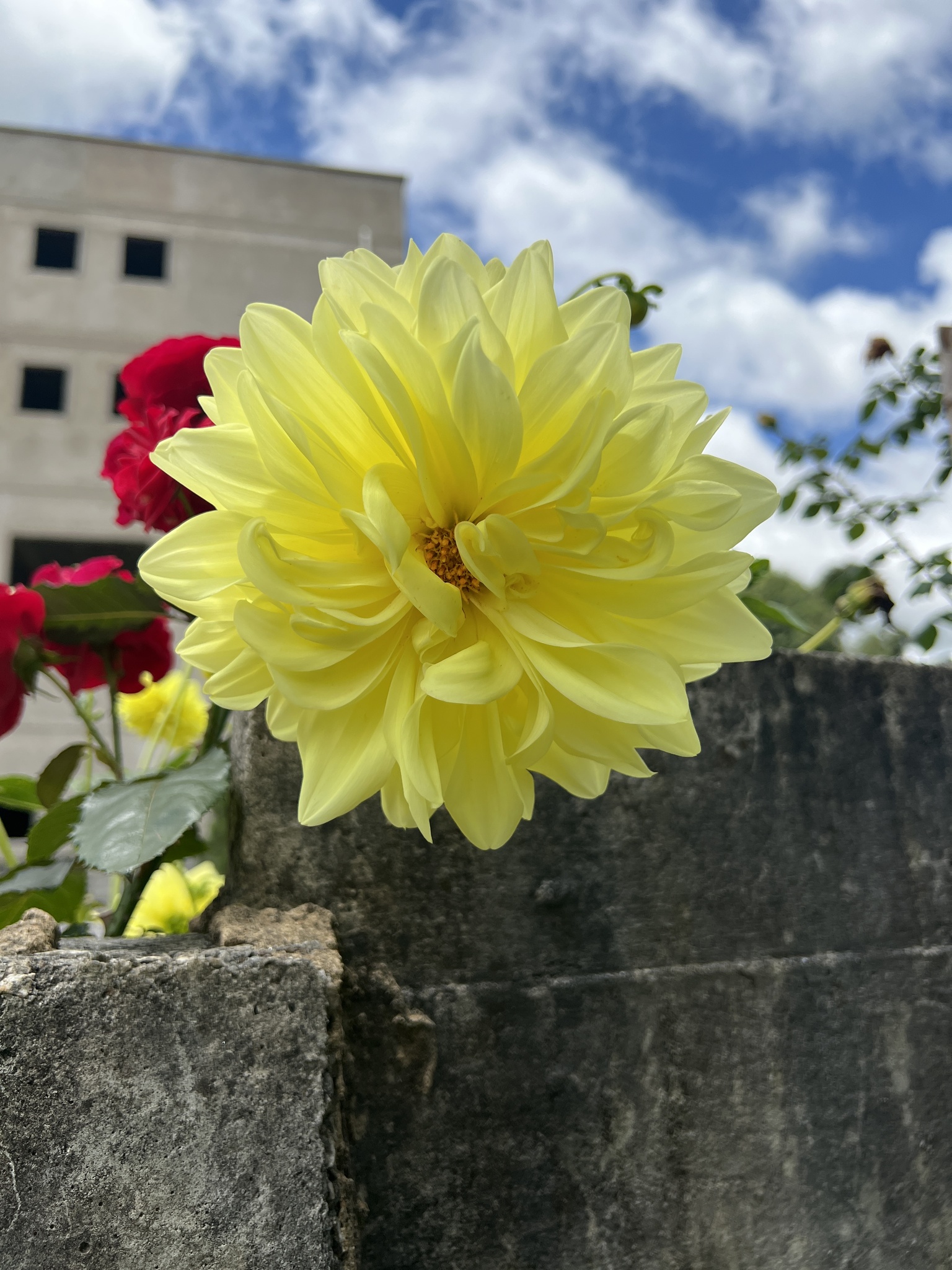 Dahlia pinnata