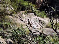 Tarphonomus certhioides