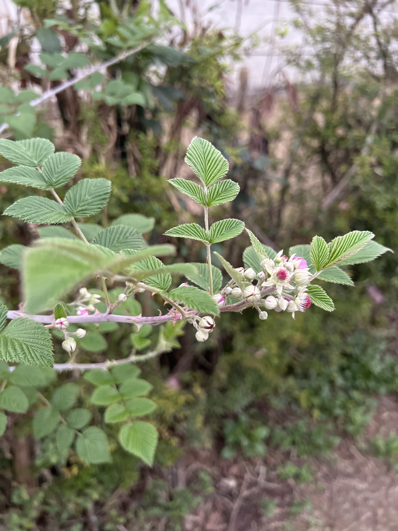 Rubus niveus
