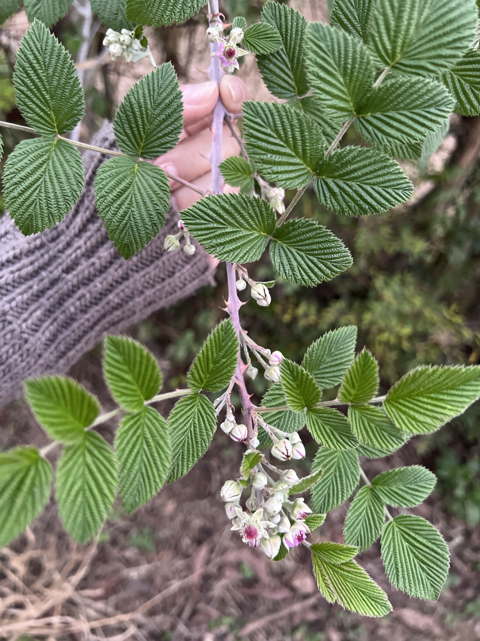 Rubus niveus