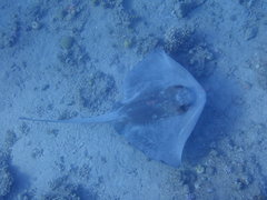 Pastinachus sephen