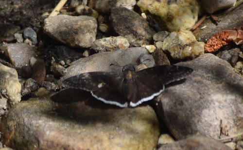 Funereal Duskywing photo 4