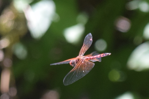 Red Rock Skimmer photo 6