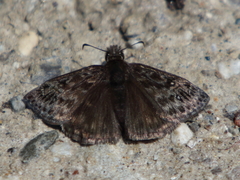 Erynnis lucilius