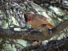 Pseudoseisura lophotes