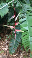 Heliconia chartacea