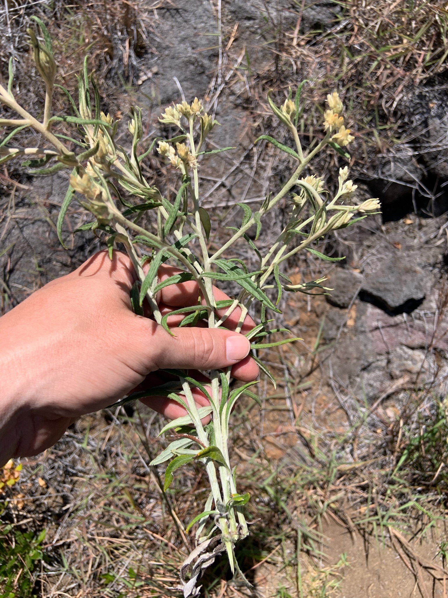 Pseudognaphalium attenuatum