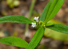 Spermacoce exasperata