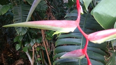 Heliconia chartacea