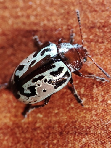 Calligrapha piceicollis