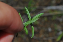 Spermacoce exasperata