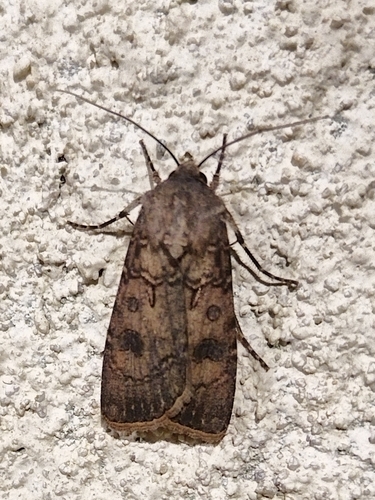 siatica oziminová (Agrotis segetum)