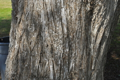 Terminalia molinetii