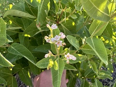 mugiwara_kris, CC0, iNaturalist via GBIF Apocynum × floribundum, photograph mugiwara_kris, CC0, iNaturalist via GBIF