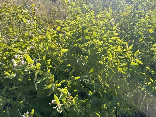 Apocynum × floribundum, photograph 6