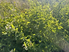 Apocynum × floribundum, photograph mugiwara_kris, CC0, iNaturalist via GBIF