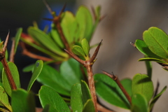Terminalia molinetii