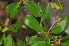 Terminalia molinetii