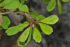 Terminalia molinetii