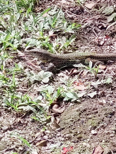Giant Ameiva, Ameiva praesignis