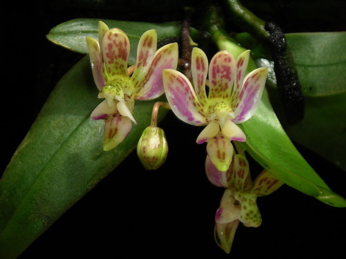 Finleyi Orchid