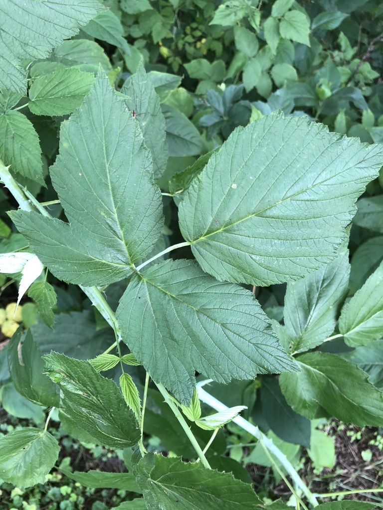 black raspberry from Kilbuck Bluffs County Forest Preserve, Rockford ...