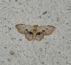 Idaea triangulata