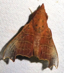 Hallicarnia albipectus