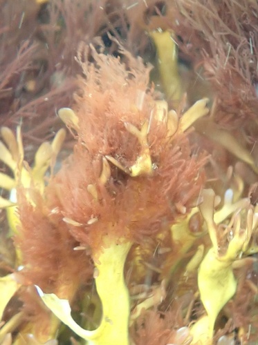 Antithamnion hubbsii