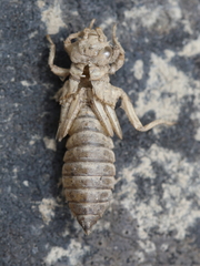 Ophiogomphus anomalus