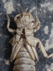 Ophiogomphus anomalus