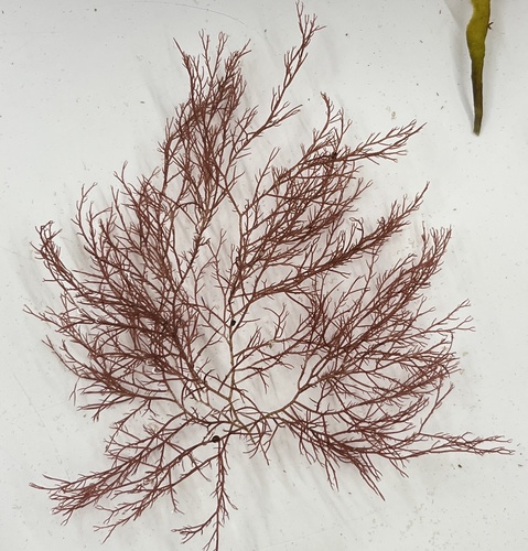 Ceramium secundatum