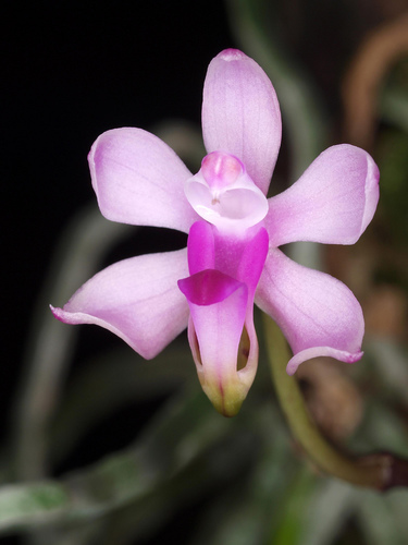 Taenialis Orchid