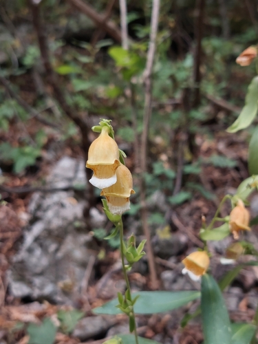 Image of Grecian Foxglove (Digitalis laevigata) by (c) Miha Jurić, some rights reserved (CC BY)