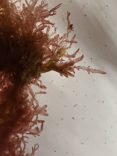 Antithamnion observed 2023-07-19