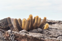 Brachycereus nesioticus