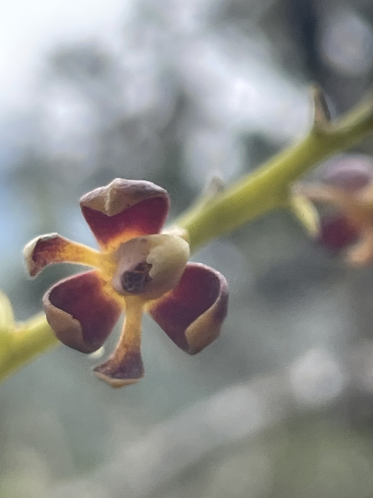 Epidendrum mancum Lindl. 2