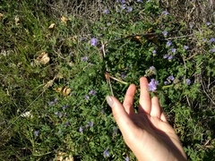 Phacelia ramosissima