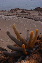 Brachycereus nesioticus