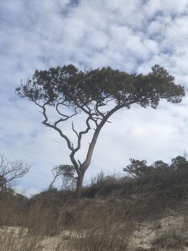 loblolly pine (Pinus taeda)