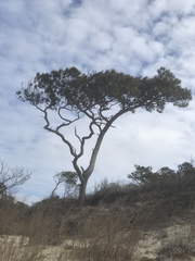 Loblolly Pine (Pinus taeda)