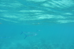 Platybelone argalus