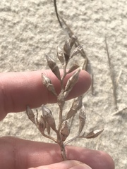 Cakile edentula edentula