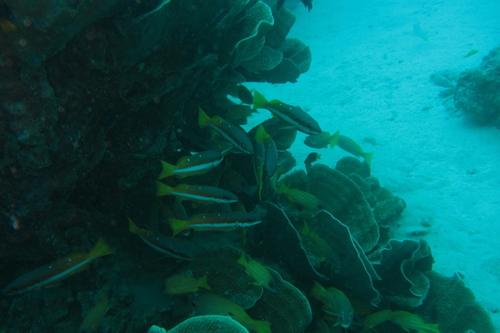 Lutjanus biguttatus