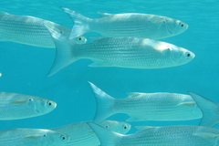 Crenimugil crenilabis